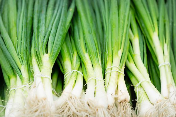 Spring Onion Processing Line